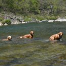 미산애견 이미지