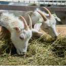 대마축산 이미지