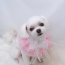 아루멍 그루밍 이미지