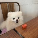 털찐친구들 이미지