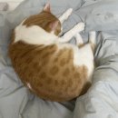 정바우 이미지