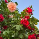 장미공원 주차장 입구 | [부산] 2024년 5월 화명장미공원 개화상황 포토존 주차장 후기