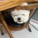 멈무는하루 이미지