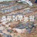 이슬로건강원 이미지