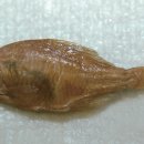 나라(214) 이미지