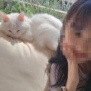 너즐 | [서울 성동구] 서울숲 실내 데이트 추천 캣 카페 너즐 (내돈내산 솔직후기)