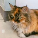 스마일플러스동물병원 이미지