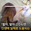 펠리칸 이미지