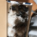 #멍멍 이미지