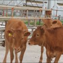 우사농장 이미지