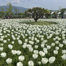 양산 데이트 추천 황산공원 튤립 트리폰즈카페 바베큐팩토리 후기