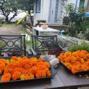 연 농장 이미지