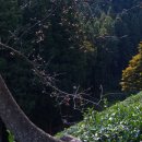 녹차농원 이미지