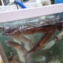 민자 | 주문진회포장 민자횟집 모듬회 리얼 만족 후기