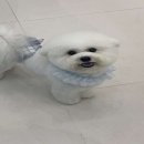 하이!털찌니들 이미지