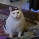 명*안* 이미지