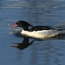 【호사비오리 [Scaly-sided Merganser]】 「뒷머리에 길게 뻗은 댕기 깃털과 옆구리의 뚜렷한 검은색 비늘 무늬」 이미지