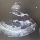 동감동물의료센터 | 송파동물병원 위례동물병원 송파애견미용 거여동동물병원 동감동물의료센터 우리 소중한 반려동물의...