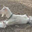 나의목장 2농장 이미지