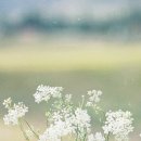 산으로간참치 이미지