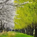 버드나무 이미지