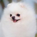 린치텐 이미지