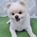 도그도담 이미지