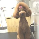 젠동물병원 이미지