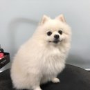 단짝 펫살롱 이미지