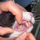 온아동물의료센터 이미지