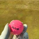 노랑제주 | 롯데스카이힐 제주CC 힐 포레 대중제코스 라운드후기(노랑 해바라기 분식 추천)