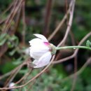 로단테(Rhodanthe) 이미지