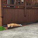 헬퍼독 애견펜션 이미지