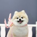 멍멍뷰티 이미지