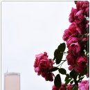 장미빌딩 이미지