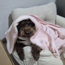 알마루 앤 싸다돼지마을 | 늘 그렇듯 12월보다 바쁜 1월..