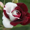 RoseDay 이미지