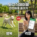 도그스테이 | 춘천 도그스테이블, 우리 강아지는 괜찮을까? 직장인 필수 체크