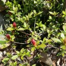 팔공산금화자연휴양림 이미지