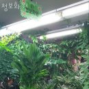 청보화원
