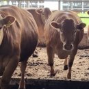 우보축산 이미지