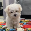 러브미독 이미지