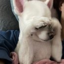 김민재동물병원 | 뭘 했다고 2월 중순인지 모를 일상(아시안컵, 골골거리는 환자, 설연휴일기, 개동생)