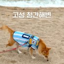 아름다운바다 펜션 모텔(애견동반) | 고성 사계절 애견동반 가능한 한적한 바다 산책 코스