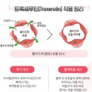 아름수약국 | 부기 붓기빼는약 성형수술 타박상 멍 약국 꿀템 3종세트 브로멜라인 배농산급탕 트록세루틴 뉴베인...