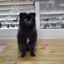 몽이냥이 이미지