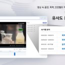 올리브 이미지