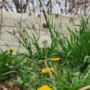 노담지숯불갈비 | 숯불돼지갈비 '노담지' 냉면 전문점