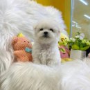 나라애견본점 이미지