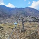 문경새재부동산공인중개사사무소 | <문경시 문경읍 과수원 매매> 문경새재 입구 산아래 전망 멋진 과수원으로 위치최상~!! 체류형쉼터 및...